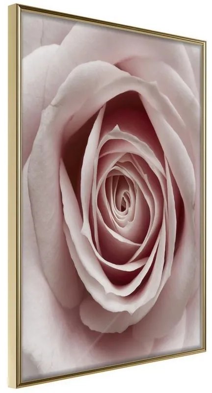 Poster  Rosebud  Cornice Quadri Cornice d'oro, Larghezza x Altezza Home decor 40x60