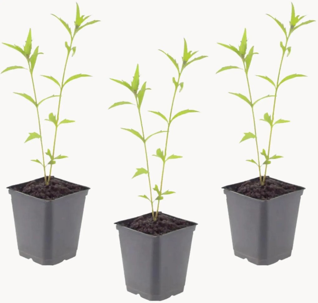 Set di 3 piante vere Kalimeris Kalimeris incisa Blue Star