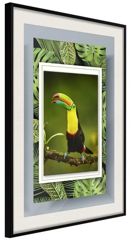 Poster  Toucan in the Frame  Cornice Quadri Cornice nera con pass-partout, Larghezza x Altezza Home decor 30x45