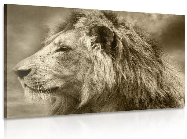 Stampa su tela – Leone africano in seppia