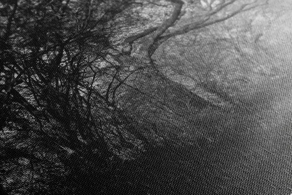 Stampa su tela – Foresta in bianco e nero