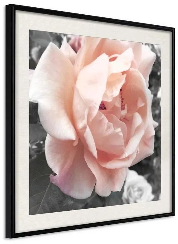 Poster  Delicate Rose  Cornice Quadri Cornice nera con pass-partout, Larghezza x Altezza Home decor 30x30