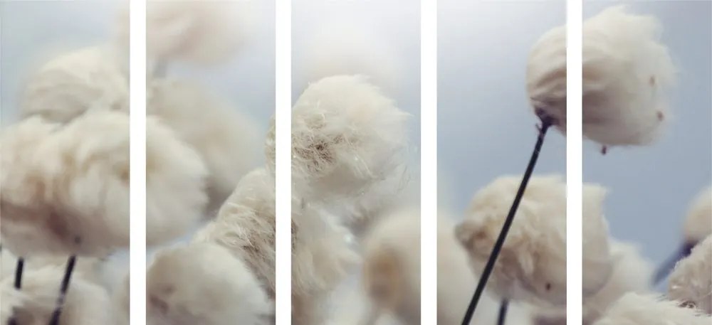 Quadri 5 pezzi – Fiori di cotone artico