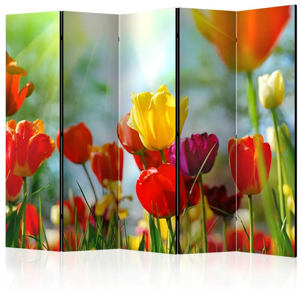 Paravento Tulipani primaverili II - campo di tulipani primaverili
