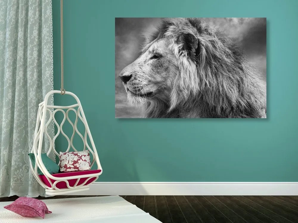 Quadro su tela – Leone africano in bianco e nero