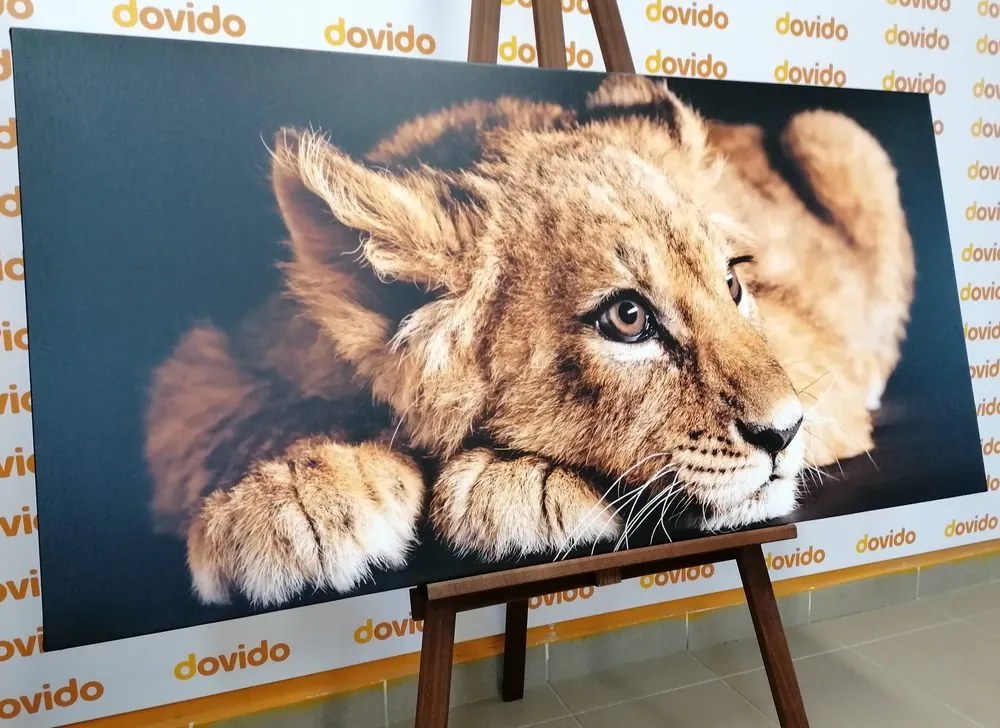 Quadro su tela – Cucciolo di leone