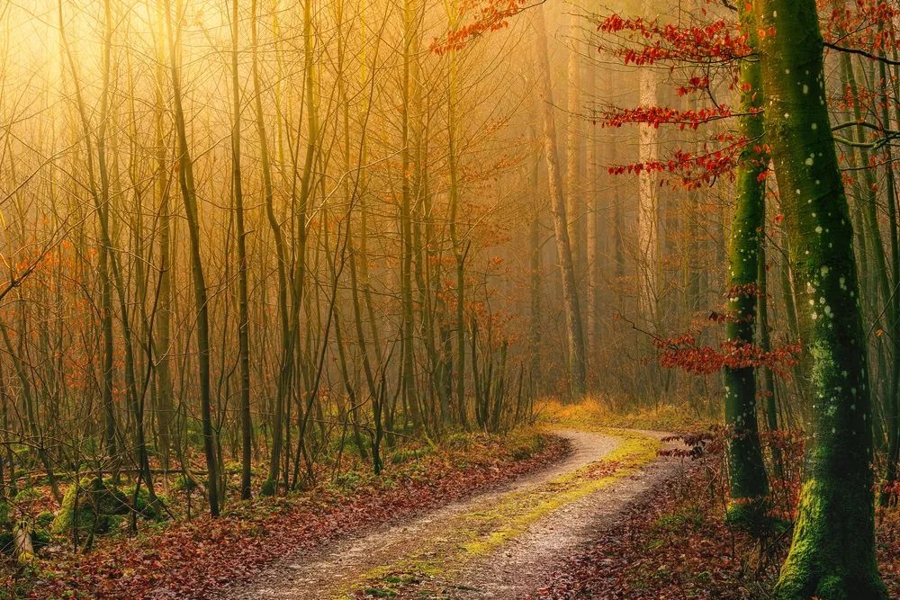 Stampa su tela – Sentiero nella foresta
