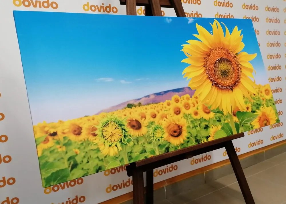 Quadro su tela – Campo di girasoli