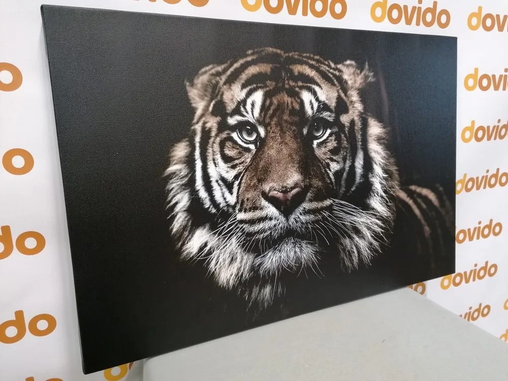 Stampa su tela – Tigre