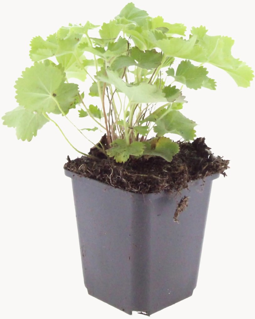 Set di 6 piante vere Alchemilla Mollis