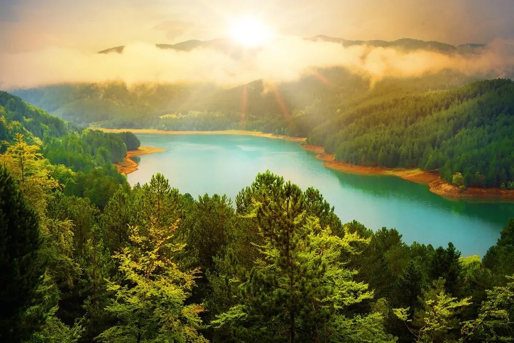 Stampa su tela – Fiume nel mezzo della foresta verde