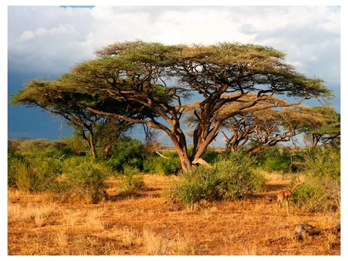Fotomurale  Riserva Nazionale Samburu, Kenya  Colore Beige, Dimensioni e Misure 250x193