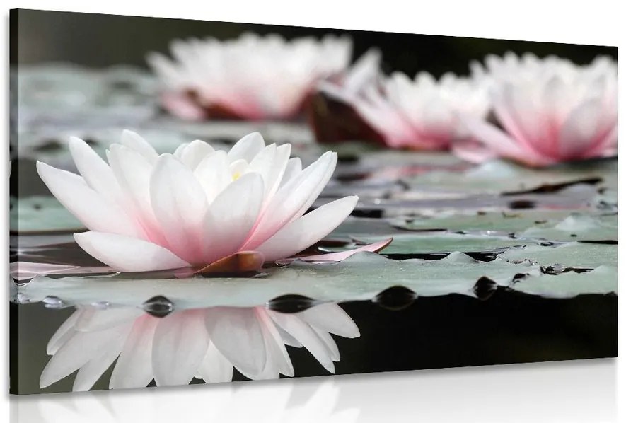 Quadro su tela – Fiore di loto