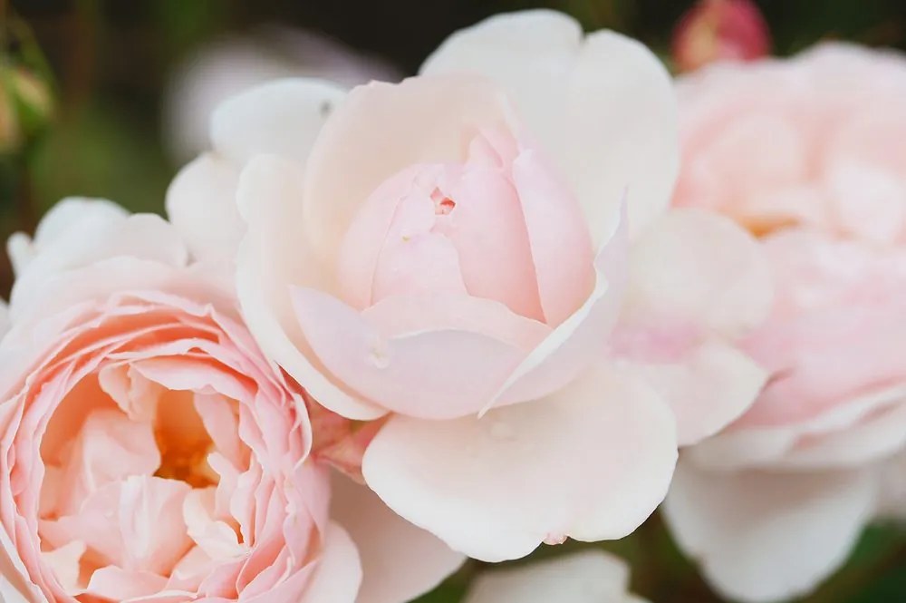 Carta da parati – Rose