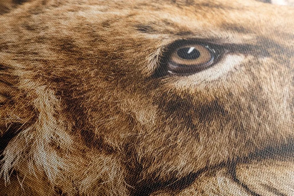 Quadro su tela – Cucciolo di leone