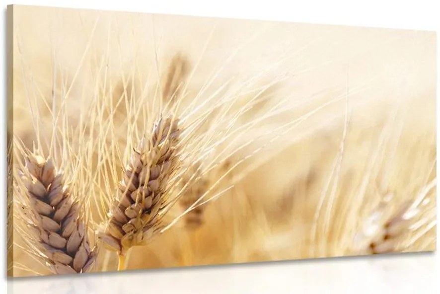 Quadro su tela – Campo di grano