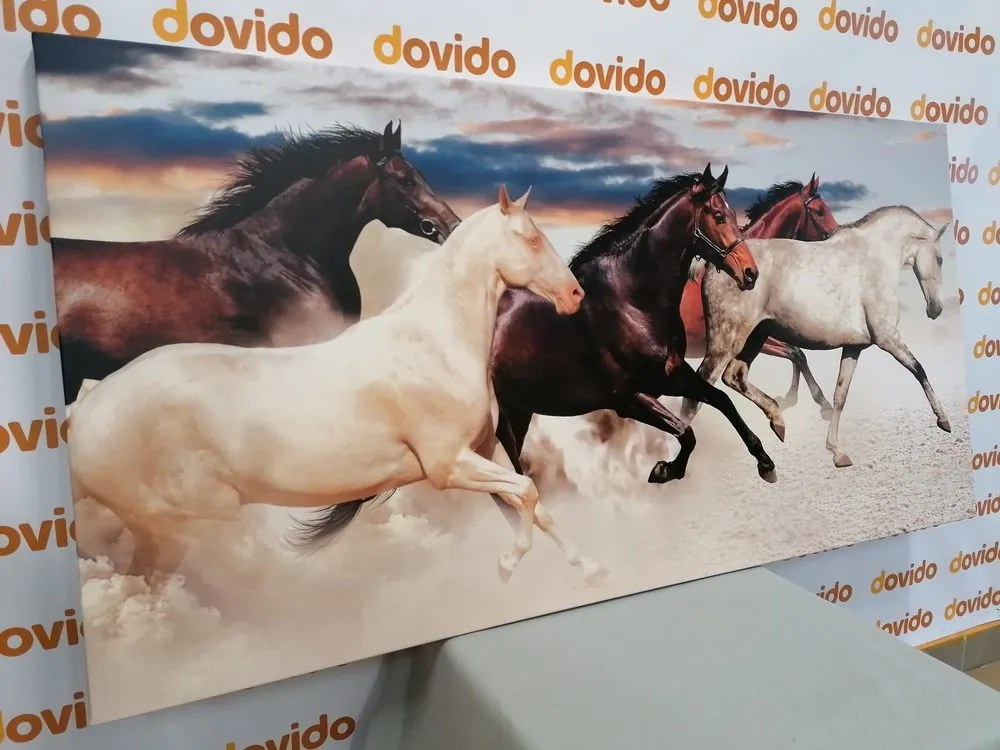 Stampa su tela – Branco di cavalli