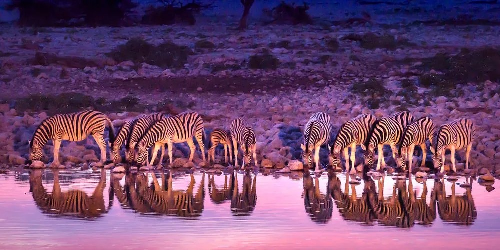 Quadro su tela – Zebre in safari