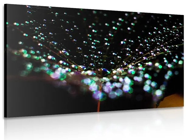 Quadro su tela – Gocce d'acqua su dente di leone