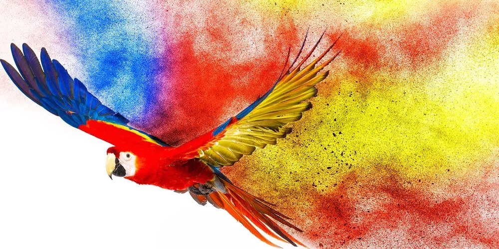 Stampa su tela – Volo di pappagallo