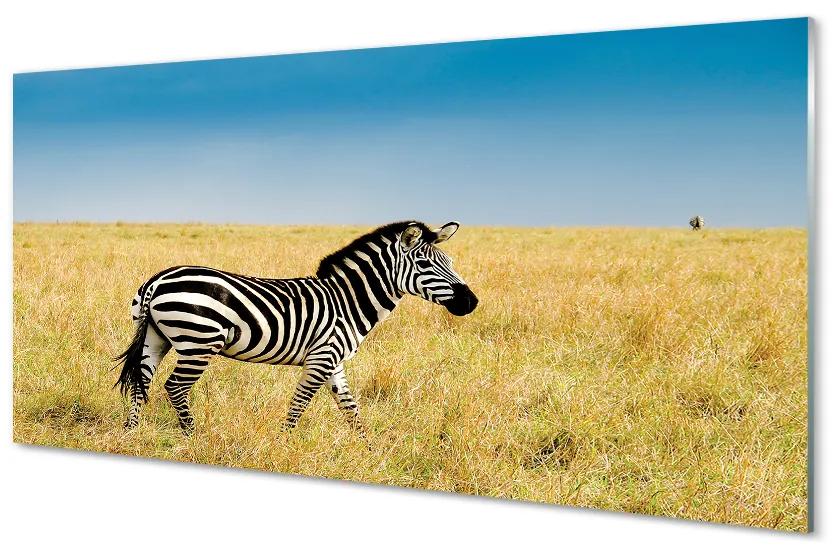 Quadro acrilico Campo zebra 100x50 cm