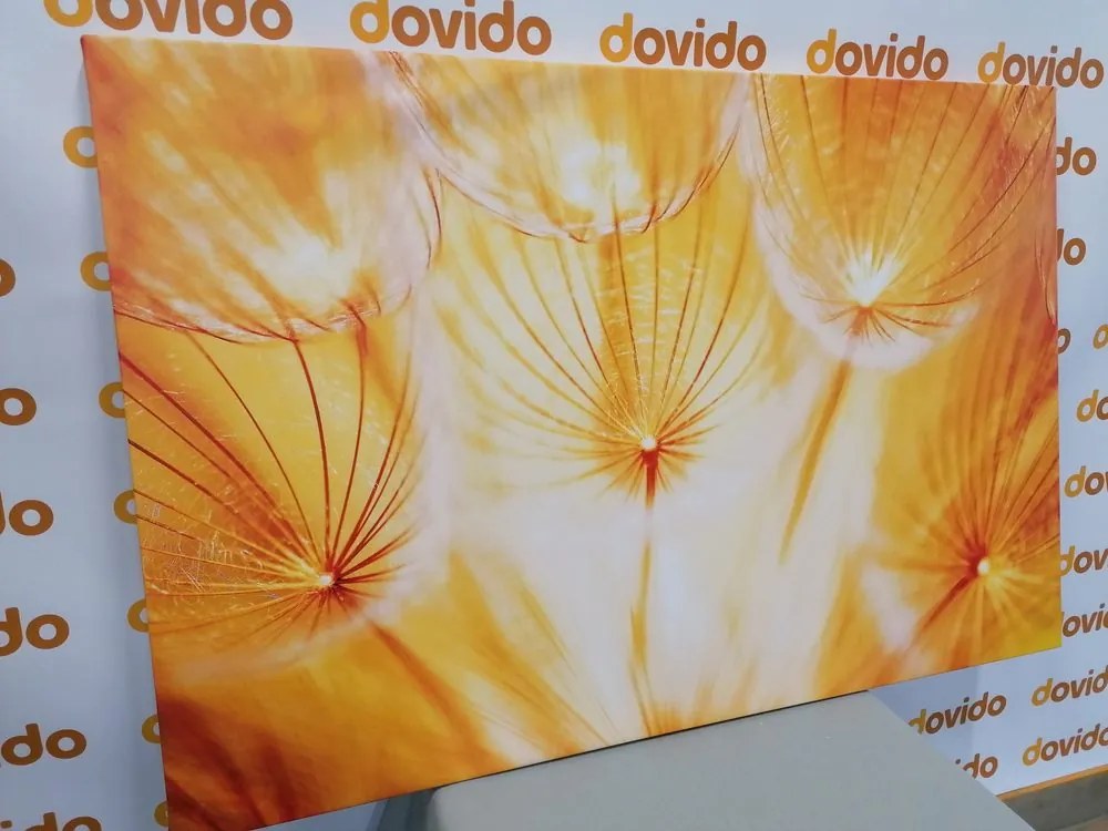 Quadro su tela – Soffione in splendida esecuzione