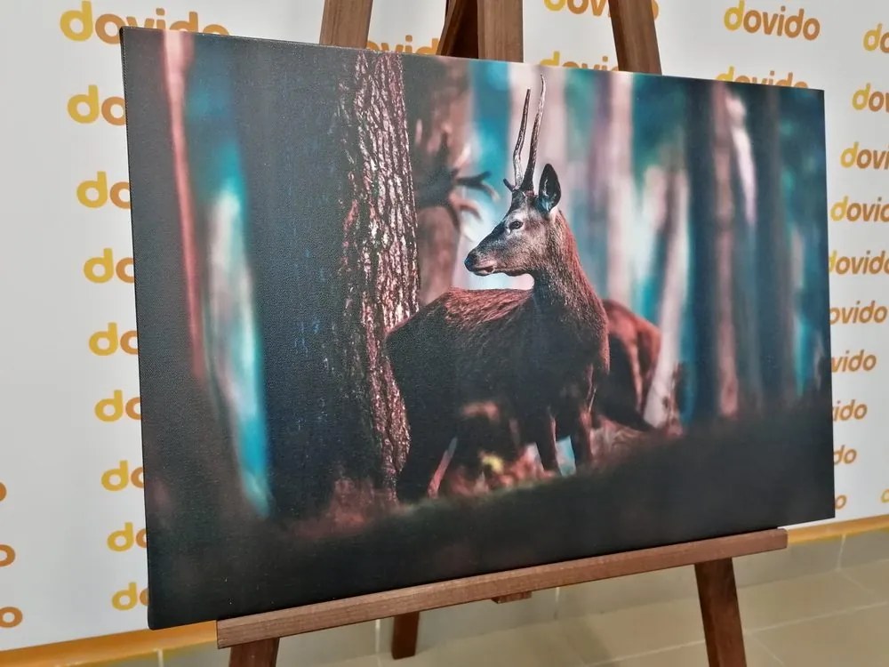 Quadro su tela – Cervo nella foresta di pini