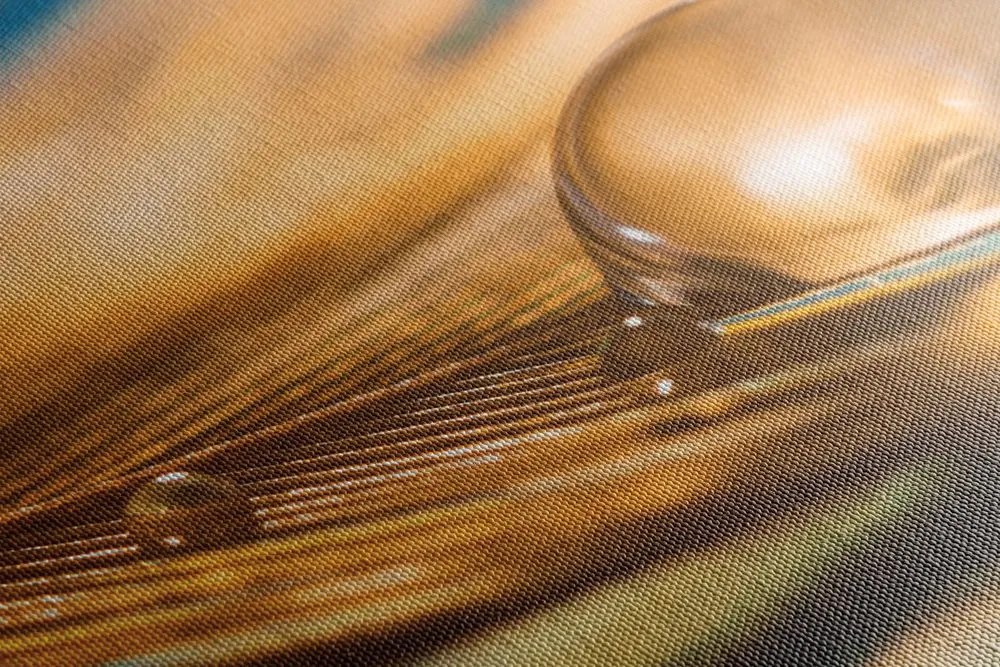 Quadro su tela – Goccia d'acqua su piuma dorata