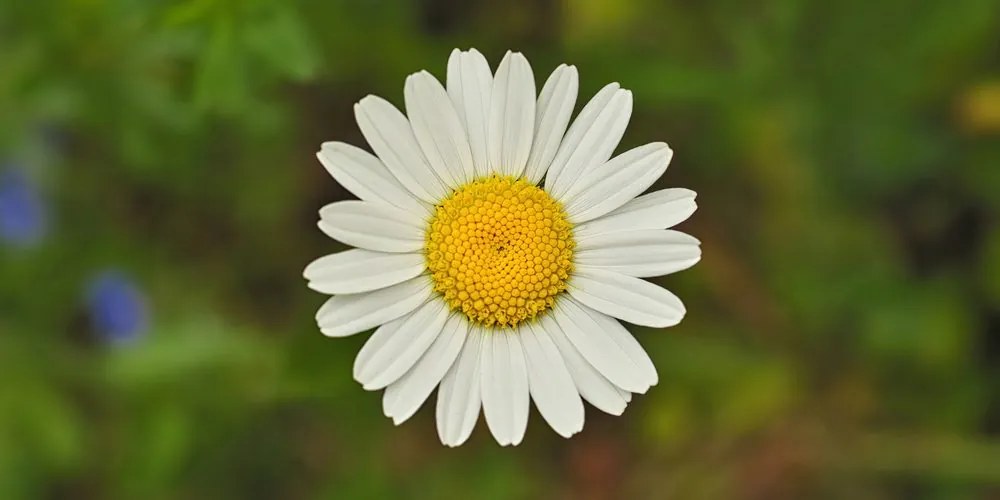 Quadro su tela – Fiore di margherita