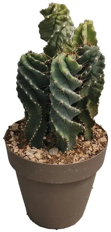 Pianta da interno CEREUS FORBESII SPIRALIS - VASO D.CM25
