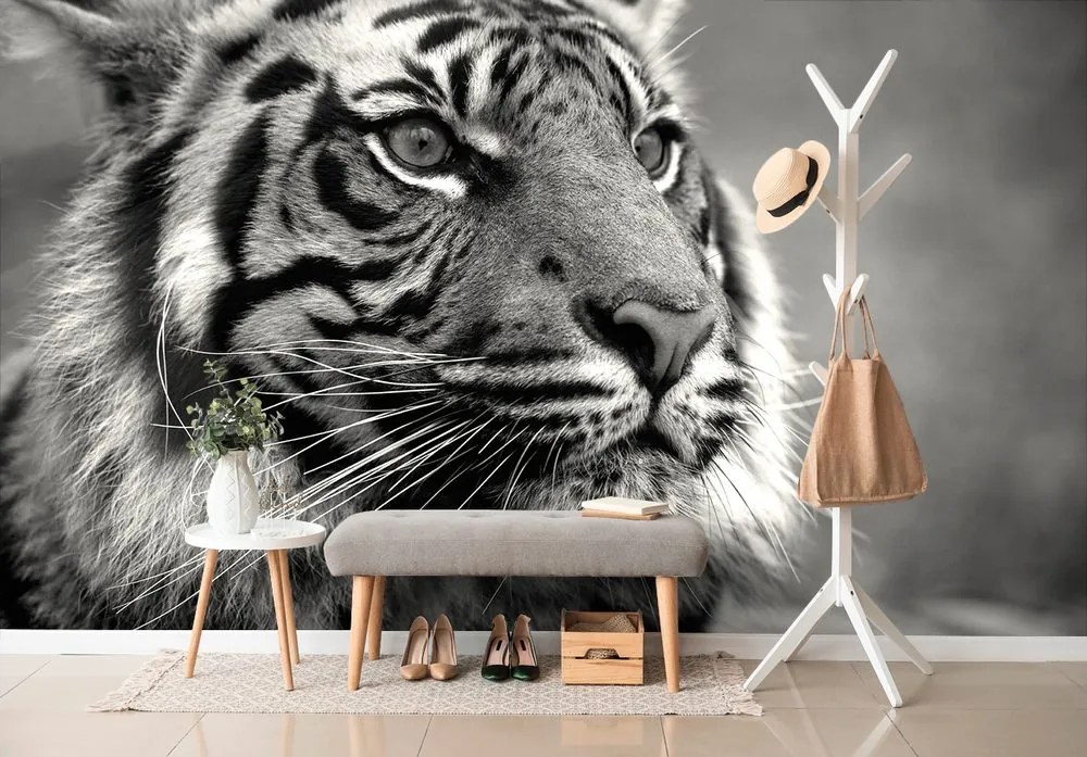 Carta da parati – Tigre del Bengala in bianco e nero
