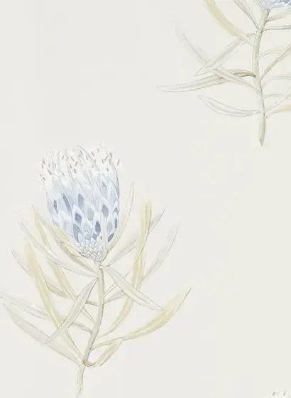Tapete Protea Flower von Sanderson - China Blue/ Canvas