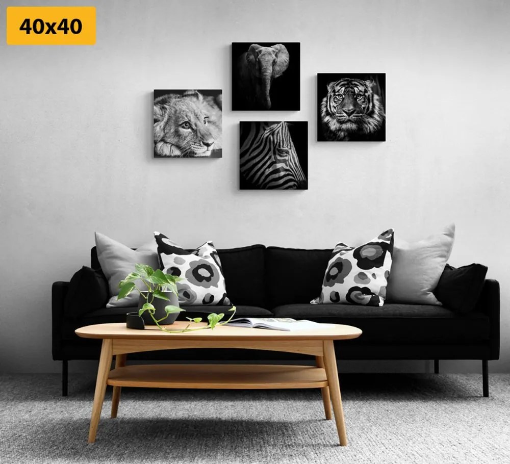 Set di quadri – Animali selvatici in bianco e nero