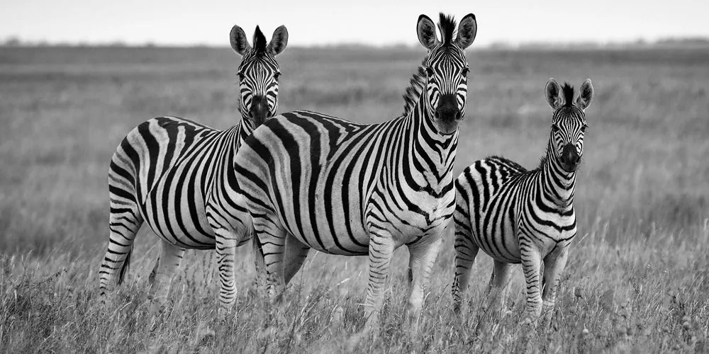 Quadro su tela – Tre zebre nella savana in bianco e nero