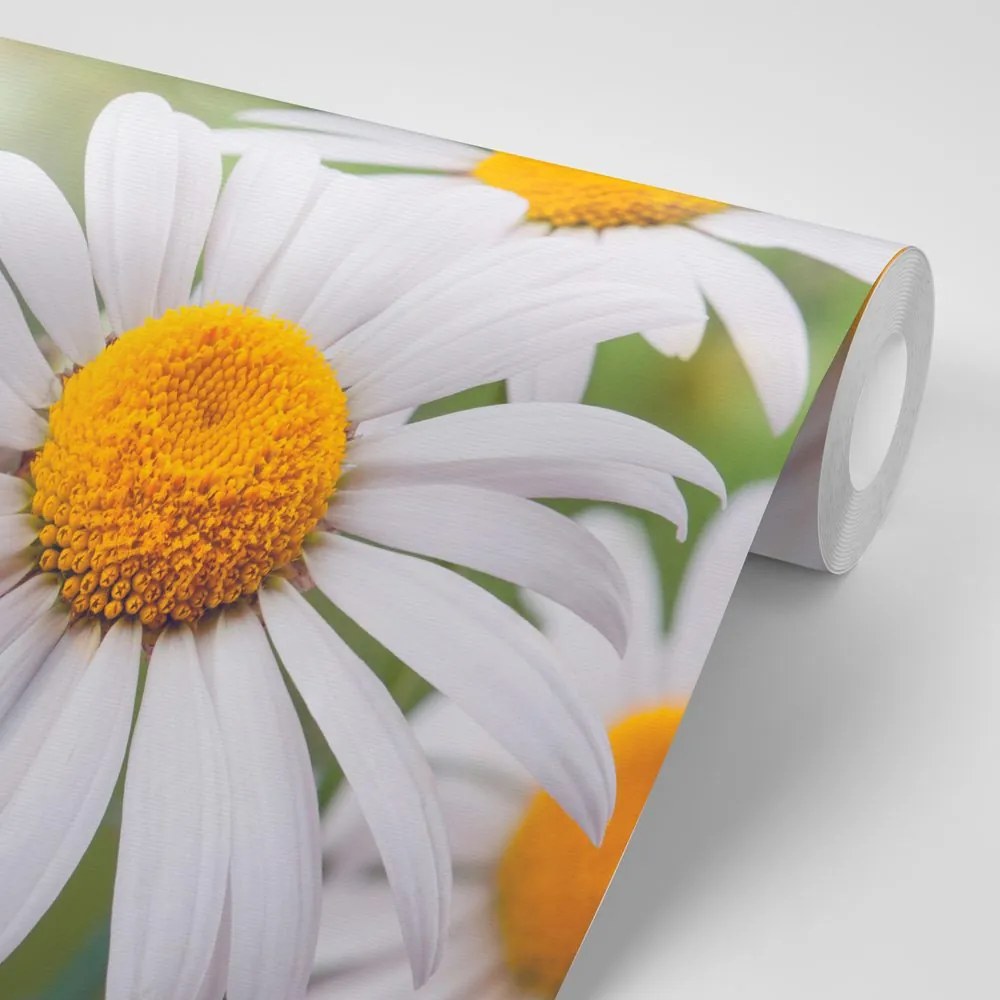Carta da parati – Fiori di camomilla