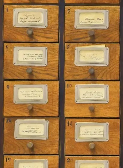 Mindthegap Carta da parati Apothecary - WP20249