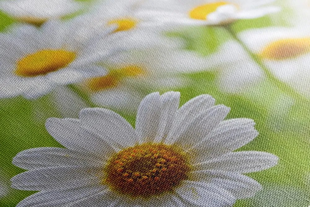 Stampa su tela – Prato primaverile pieno di fiori