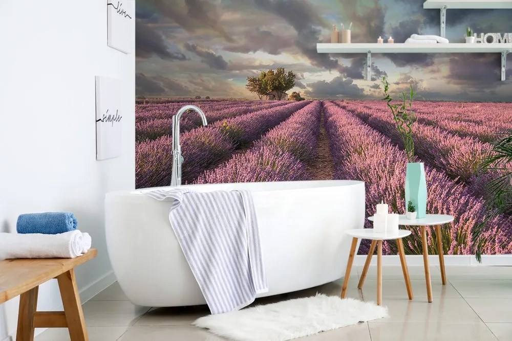 Carta da parati – Terra di campi di lavanda