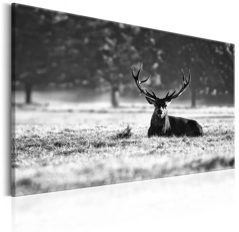 Quadro Lying Deer  Colore bianco e nero, Dimensioni e Misure 120x80