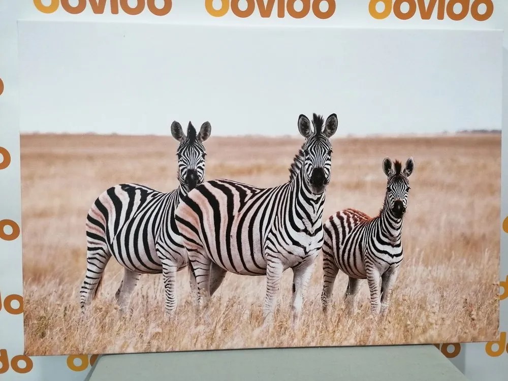Stampa su tela – Tre zebre nella savana