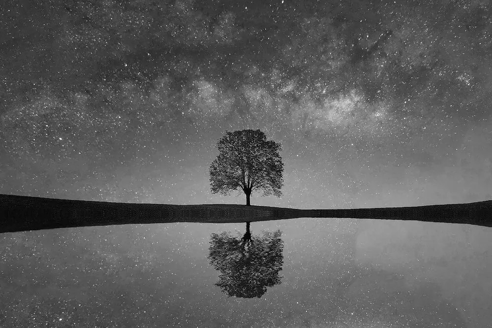 Fotomurale – Cielo stellato in bianco e nero sopra l'albero solitario