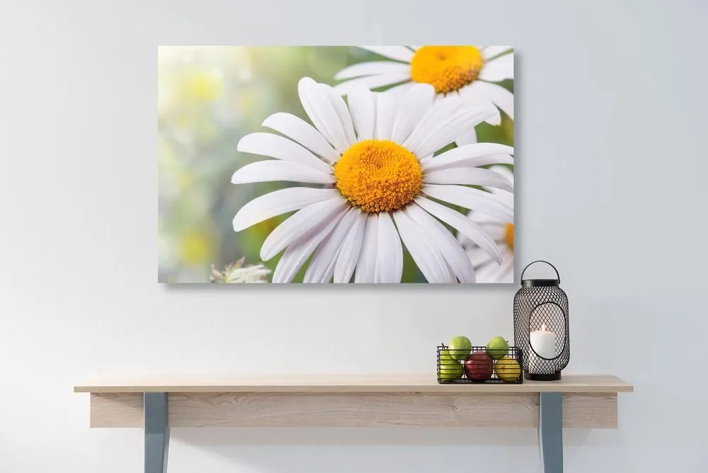 Stampa su tela – Fiori di camomilla