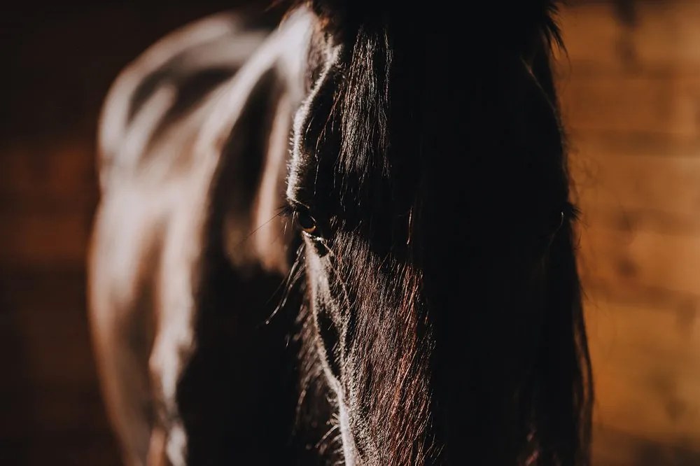 Carta da parati – Cavallo maestoso