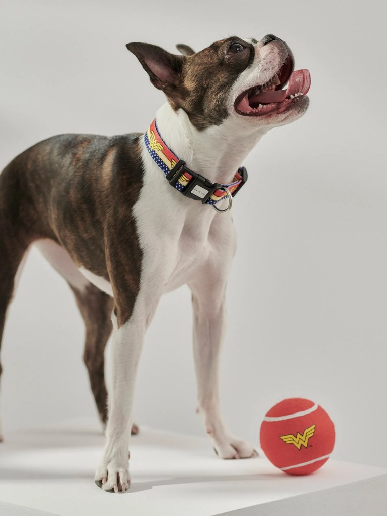 Sinsay - Collare per cane Wonder Woman - multicolor