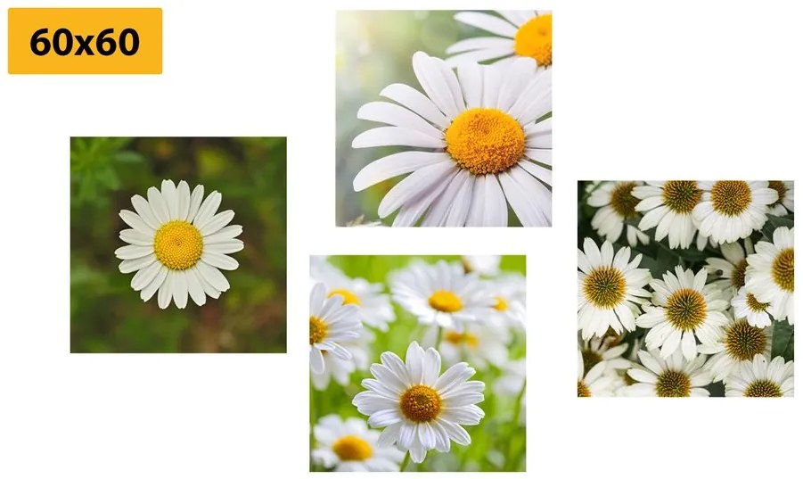 Set di quadri – Fiori incantevoli