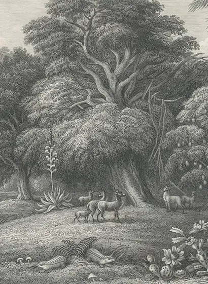 Rebel Walls Carta da parati panoramica Jungle Land Vintage - Teil B