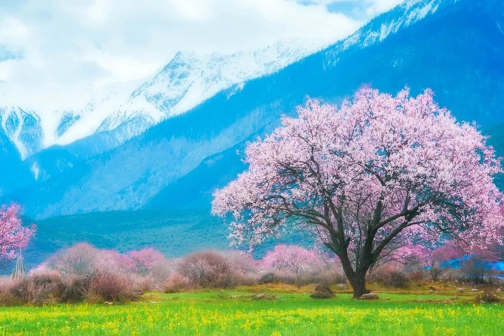 Quadro su tela – Albero magico tra le montagne