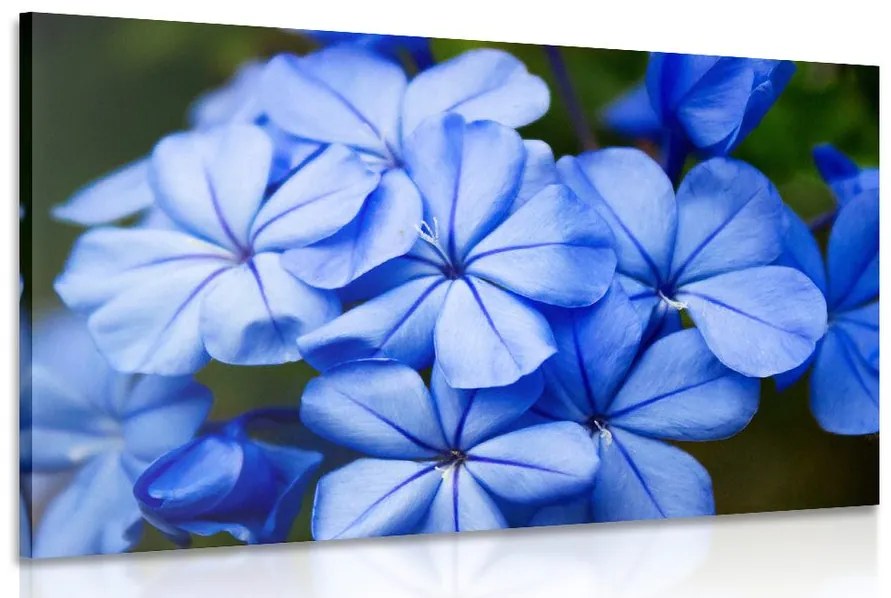 Quadro su tela – Fiori blu selvatici