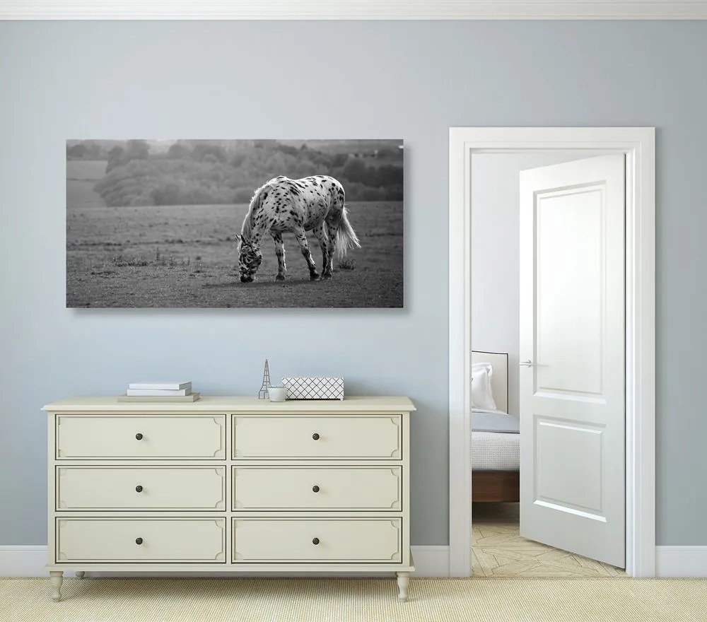 Quadro su tela – Cavallo nel prato in bianco e nero
