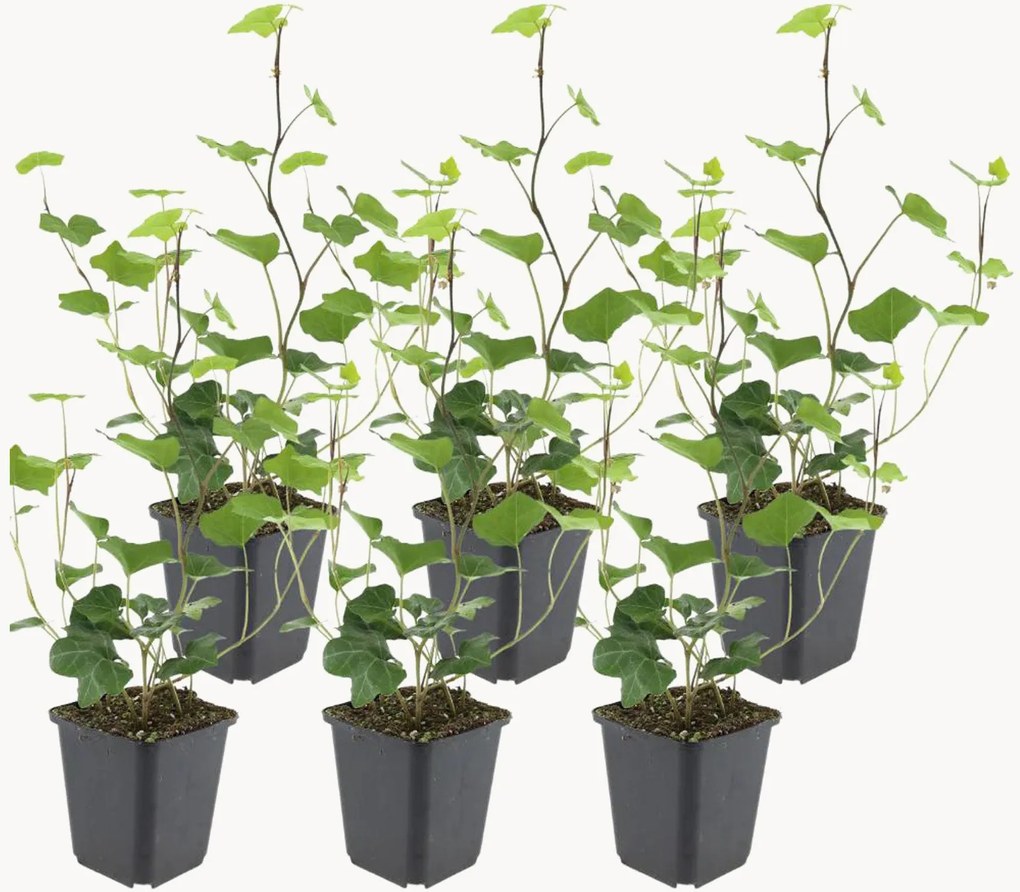 Set di 6 piante vere Atlantic Ivy Hedera Hibernica